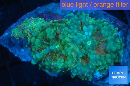 Ricordea yuma red green 3 polyps WYSIWYG acclimaté