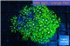 Pachyclavularia neon green 3-5 cm WYSIWYG acclimaté