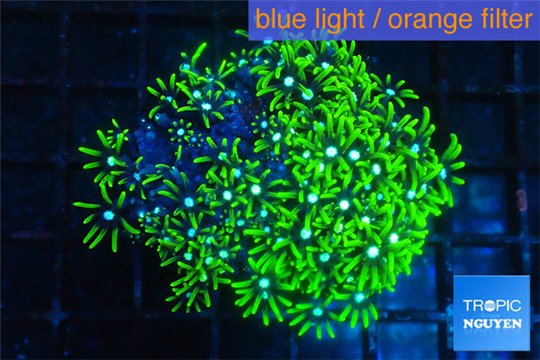 Pachyclavularia neon green 3-5 cm WYSIWYG acclimaté