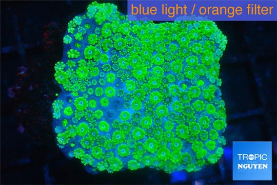 Alveopora green 4-6 cm WYSIWYG acclimaté