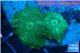 Discosoma green & blue line 2 polyps WYSIWYG acclimaté