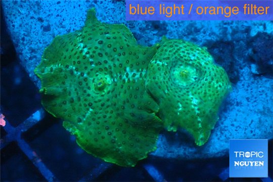 Discosoma green & blue line 2 polyps WYSIWYG acclimaté
