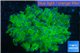 Euphyllia yayaemaensis green & purple tip 6-9 cm WYSIWYG acclimaté