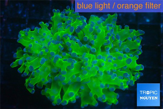 Euphyllia yayaemaensis green & purple tip 6-9 cm WYSIWYG acclimaté