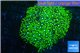 Pachyclavularia neon green 3-5 cm WYSIWYG acclimaté