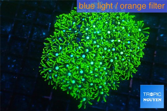 Pachyclavularia neon green 3-5 cm WYSIWYG acclimaté