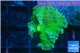 Ricordea yuma green 1 polyp WYSIWYG acclimaté