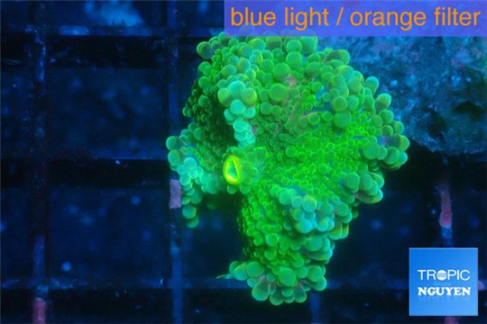 Ricordea yuma green 1 polyp WYSIWYG acclimaté