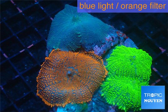 Rhodactis garden mixed color premium 3 polyps WYSIWYG acclimaté