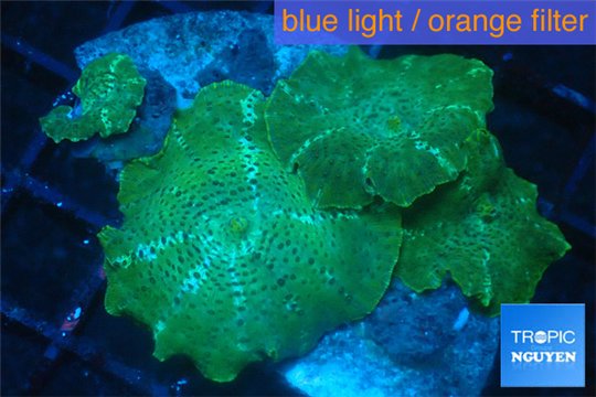 Discosoma green & blue line 4 polyps WYSIWYG acclimaté