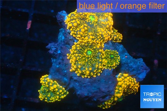 Ricordea yuma red 4 polyps WYSIWYG acclimaté