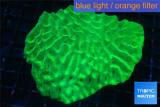 Platygyra neon green 8-13 cm WYSIWYG acclimaté