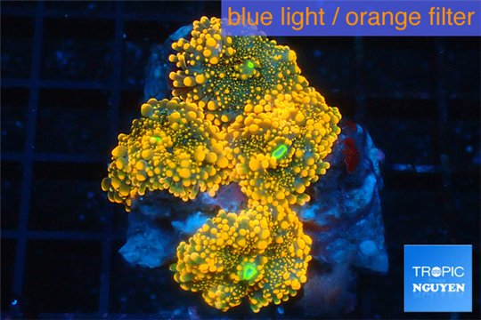 Ricordea yuma red 4 polyps WYSIWYG acclimaté