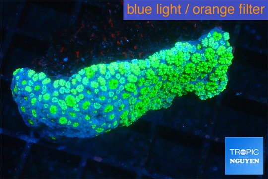 Alveopora green 4-6 cm WYSIWYG acclimaté