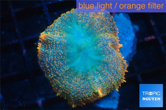 Rhodactis red blue superman 1 polyp WYSIWYG acclimaté