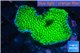 Montipora green & purple polyps 3-4 cm WYSIWYG acclimaté