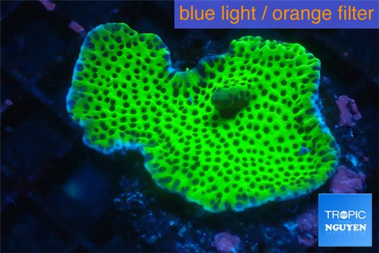Montipora green & purple polyps 3-4 cm WYSIWYG acclimaté