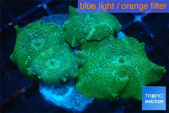 Discosoma green & purple spot 4-7 cm WYSIWYG acclimaté