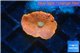 Discosoma red 1 polyp WYSIWYG acclimaté
