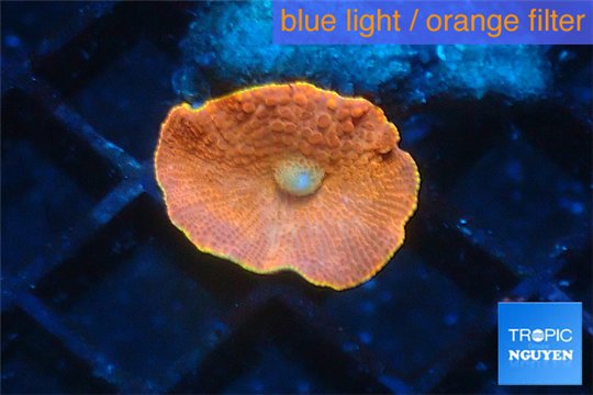 Discosoma red 1 polyp WYSIWYG acclimaté