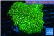 Pachyclavularia neon green 8-12 cm WYSIWYG acclimaté