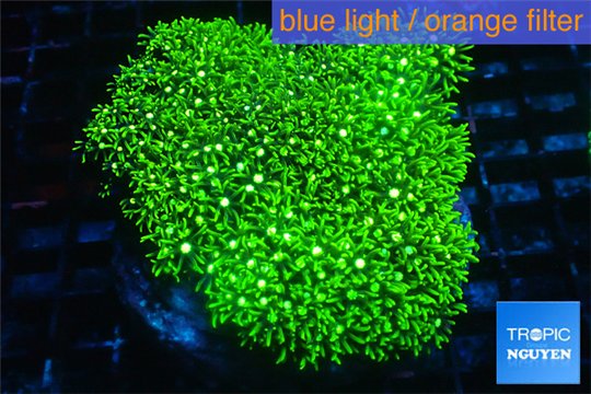 Pachyclavularia neon green 8-12 cm WYSIWYG acclimaté