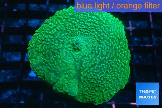 Rhodactis green 4-6 cm WYSIWYG acclimaté