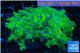 Euphyllia yaeyamacaensis green 4-7 cm WYSIWYG acclimaté