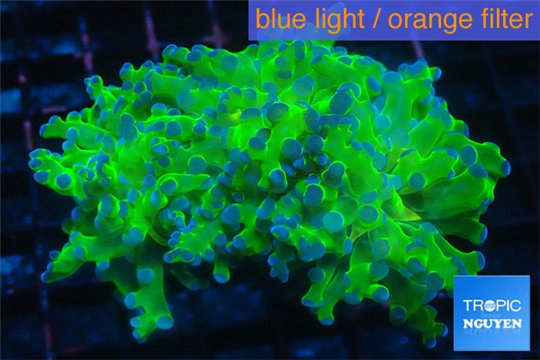Euphyllia yaeyamacaensis green 4-7 cm WYSIWYG acclimaté