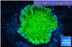 Montipora green & purple polyps 3-4 cm WYSIWYG acclimaté