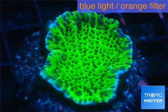 Montipora green & purple polyps 3-4 cm WYSIWYG acclimaté