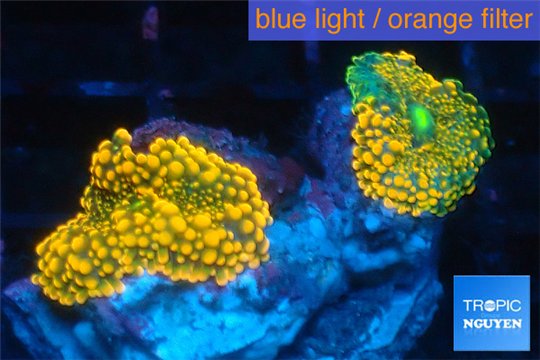 Ricordea yuma red 2 polyps WYSIWYG acclimaté