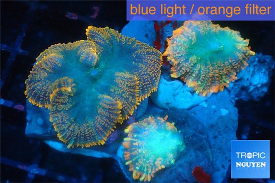 Rhodactis red blue superman 3 polyps WYSIWYG acclimaté