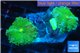 Ricordea yuma green 2 polyps WYSIWYG acclimaté