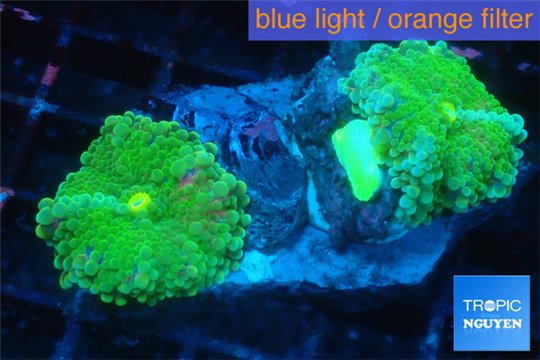 Ricordea yuma green 2 polyps WYSIWYG acclimaté