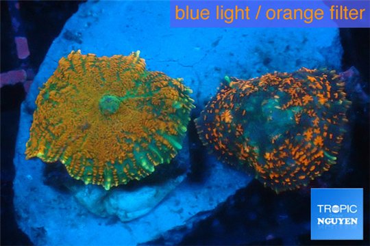 Rhodactis red green fire forest 2 polyps WYSIWYG acclimaté