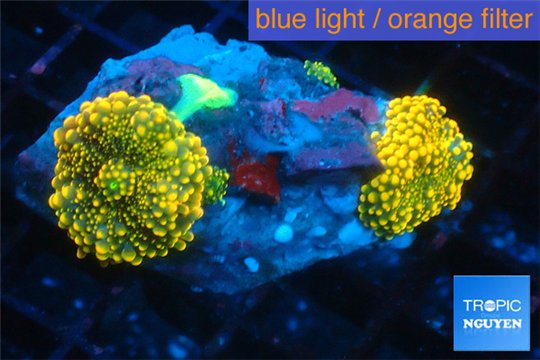 Ricordea yuma red 2 polyps WYSIWYG acclimaté