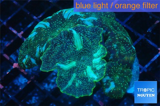 Discosoma golden fusion 5-7 cm WYSIWYG acclimaté