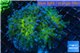 Euphyllia paraancora gold green 8-12 cm WYSIWYG acclimaté