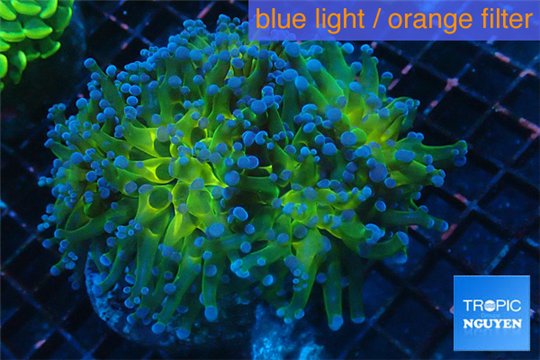 Euphyllia paraancora gold green 8-12 cm WYSIWYG acclimaté