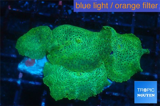 Discosoma green & purple spot 4-7 cm WYSIWYG acclimaté