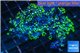 Pachyclavularia neon green 4-6 cm WYSIWYG acclimaté