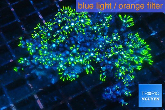 Pachyclavularia neon green 4-6 cm WYSIWYG acclimaté