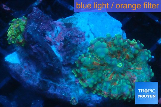 Ricordea yuma rainbow 1 polyp WYSIWYG acclimaté