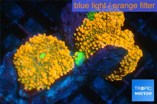 Ricordea yuma red 2 -3 polyps WYSIWYG acclimaté