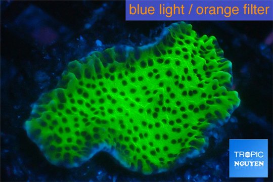 Montipora green & purple polyps 3-4 cm WYSIWYG acclimaté