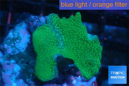 Montipora digitata green 3-4 cm WYSIWYG acclimaté