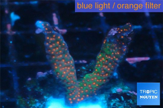 Montipora digitata red 3-4 cm WYSIWYG acclimaté