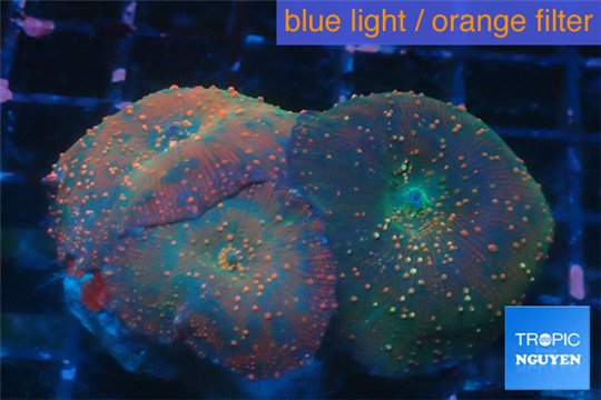 Discosoma rainbow 3 polyps WYSIWYG acclimaté