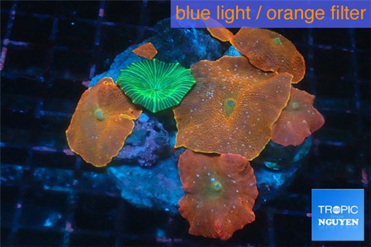 Discosoma red fire + Discosoma striata green blue 7-12 cm WYSIWYG acclimaté